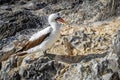 Nazca Booby standing on rocks in the Espanola island Galapagos